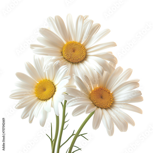 A close-up view of three beautiful white daisies with vibrant yellow centers  isolated on a white background  showcasing their natural elegance and simplicity.