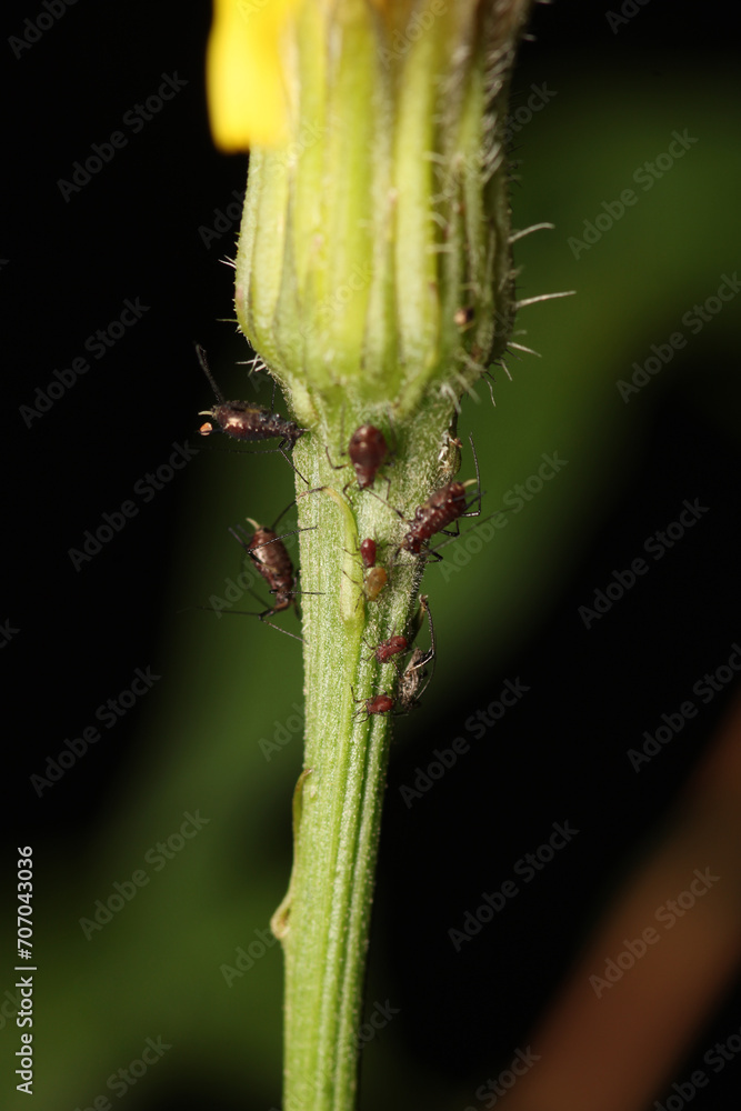 harmful aphid insect macro photo