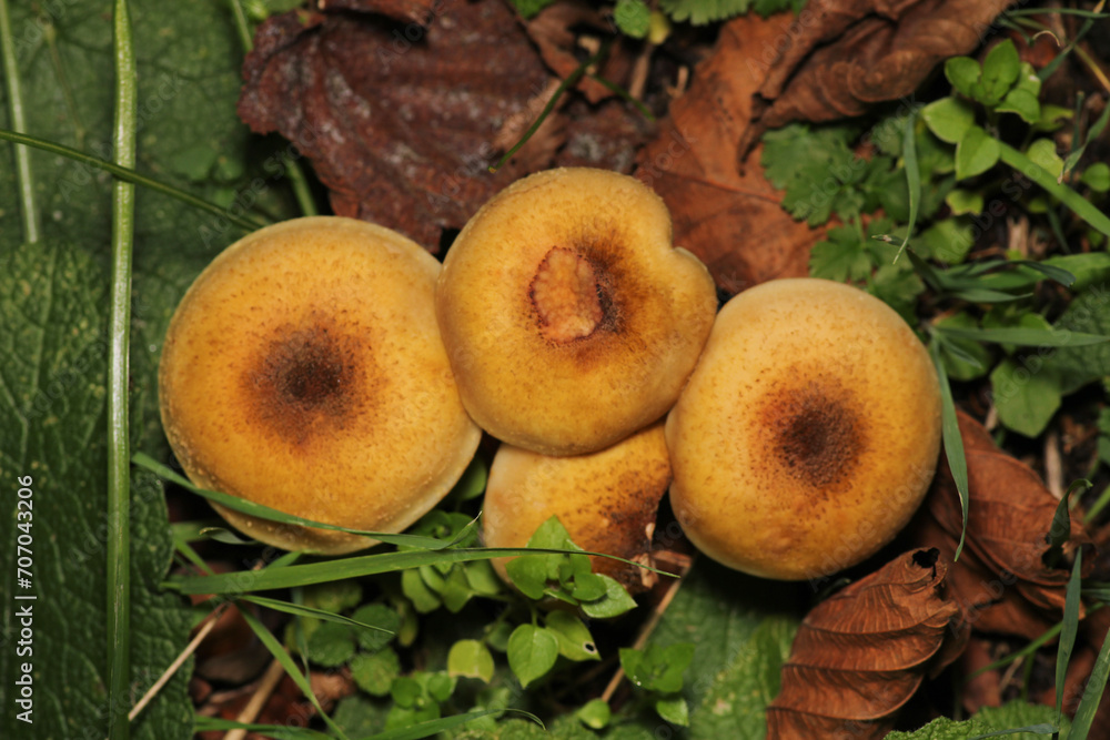 natural psathyrella candolleana mushroom photo natural psathyrella candolleana mushroom photo