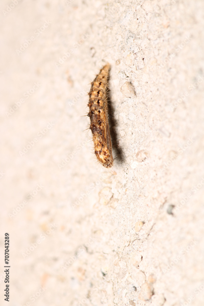 cimbex femoratus fly larva macro photo cimbex femoratus fly larva macro photo