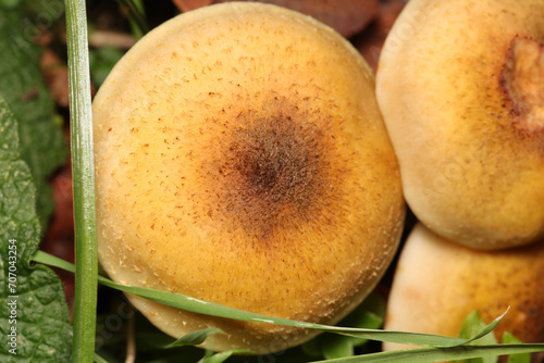 natural psathyrella candolleana mushroom photo