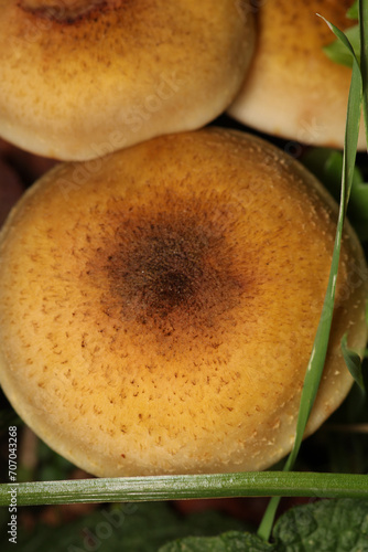 natural psathyrella candolleana mushroom photo photo