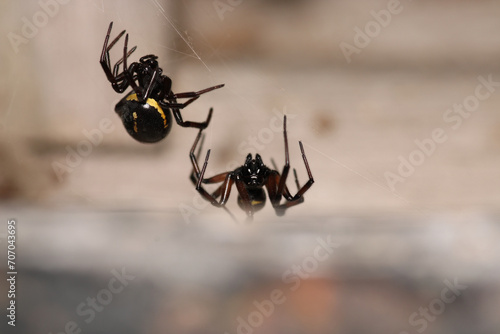 steatoda cingulata spider macro photo
