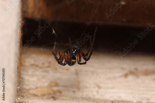 steatoda cingulata spider macro photo