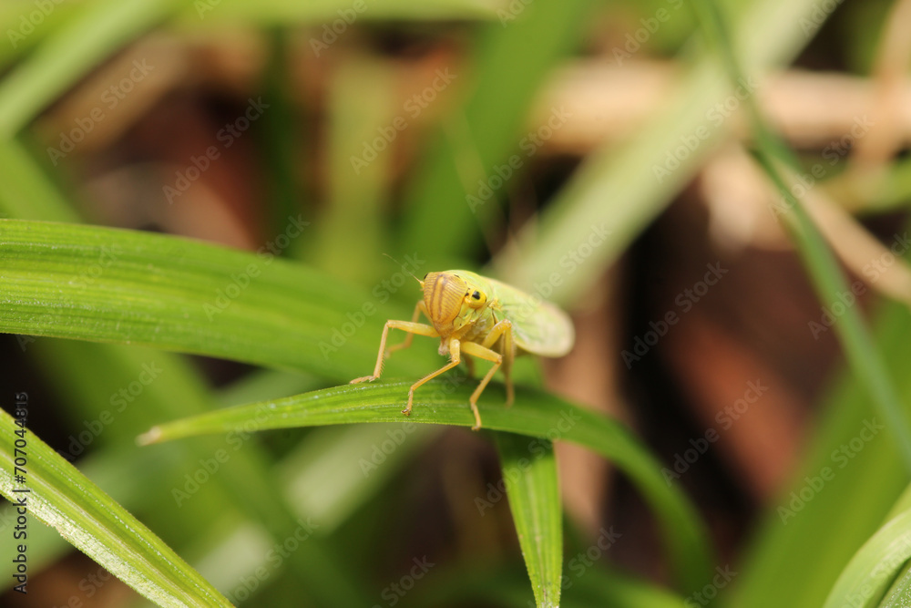 natural Passionvine hopper insect macro photo natural Passionvine hopper insect macro photo