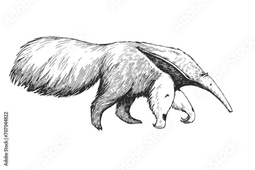 Vector hand-drawn illustration of giant anteater in engraving style. Black and white sketch of animal of South America. photo