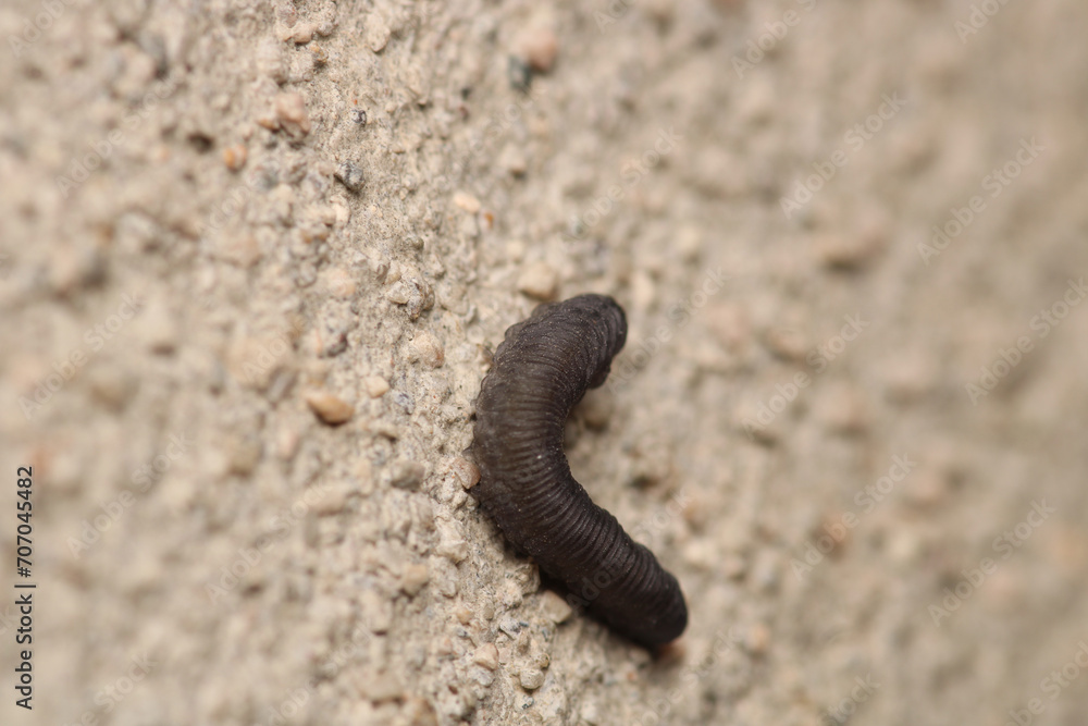 cimbex femoratus fly larva macro photo cimbex femoratus fly larva macro photo