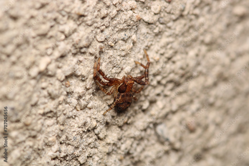 xysticus kochi spider macro photo