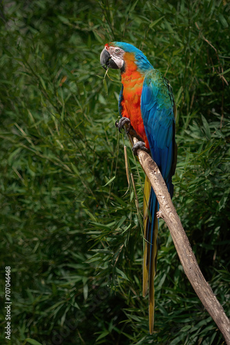 Catalina Macaw - Hybrid Macaw (Ara ararauna x Ara Macao)