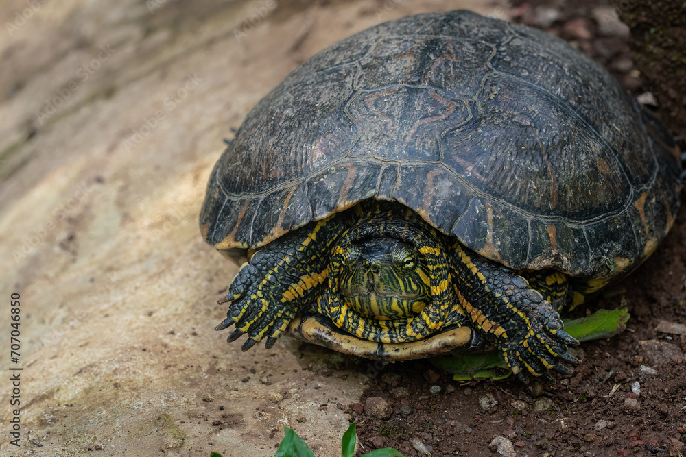 Obraz premium Black-bellied Slider (Trachemys dorbigni) - Water Turtle hiding in shell with retracted neck