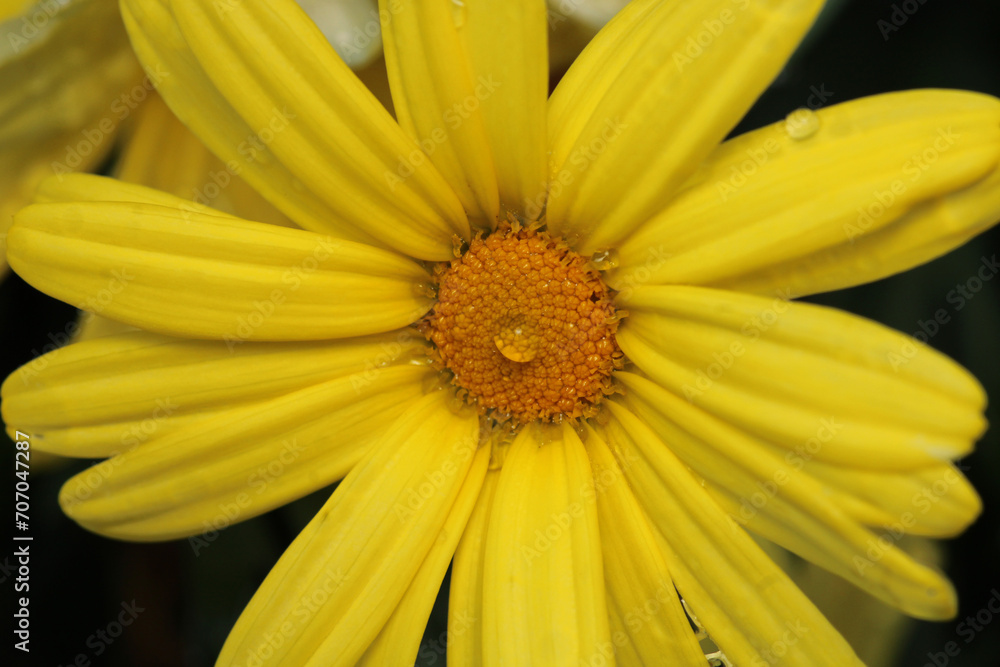 argyranthemum yellow flower macro photo argyranthemum yellow flower macro photo