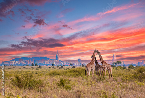 Giraffes at Sunrise in Nairobi National Park with City Skyline, Kenya, Africa photo
