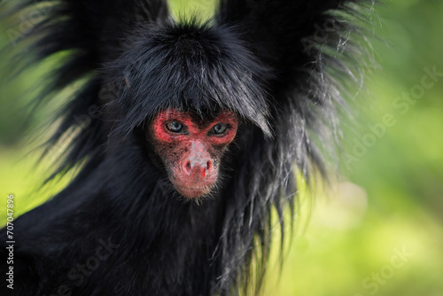 Red-faced Spider Monkey (Ateles paniscus) photo