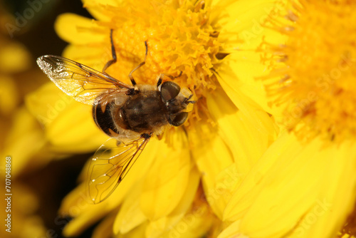 natural eupeodes flower fly photo