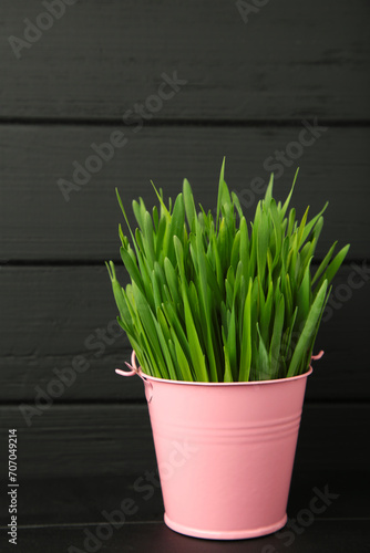 Grass for cat or houseplant with home decoration on black background. Vertical photo