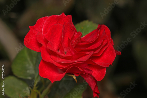 red rose flower macro photo