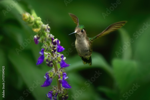 Violet-capped Woodnymph (Thalurania glaucopis) - Female Hummingbird photo