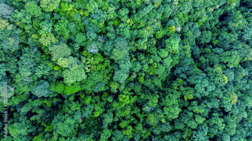 Aerial view of nature green forest and tree. Forest ecosystem and health concept and background, texture of green forest from above.Nature conservation concept.Natural scenery tropical green forest. Aerial view of nature green forest and tree. Forest ecosystem and health concept and background, texture of green forest from above.Nature conservation concept.Natural scenery tropical green forest.