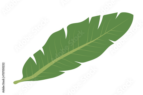 Green palm leaf. Isolated element for your design