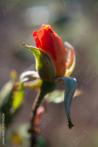 Closeup of a red rose bud