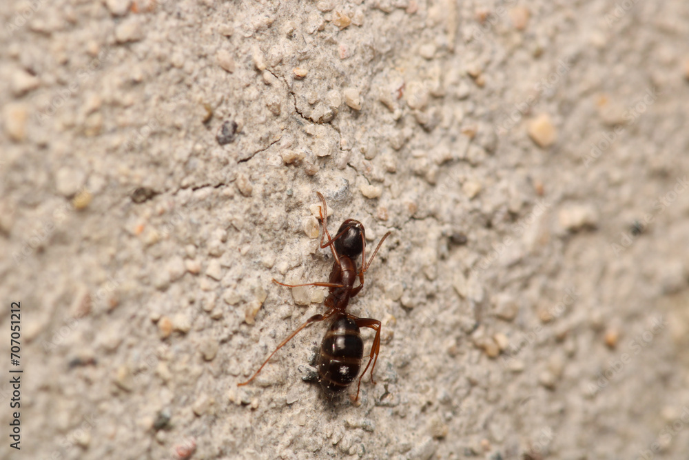 Black carpenter ant macro photo Black carpenter ant macro photo
