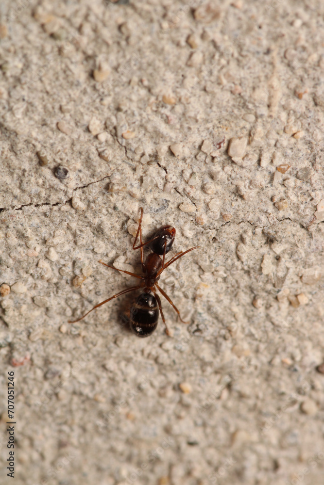 Black carpenter ant macro photo Black carpenter ant macro photo