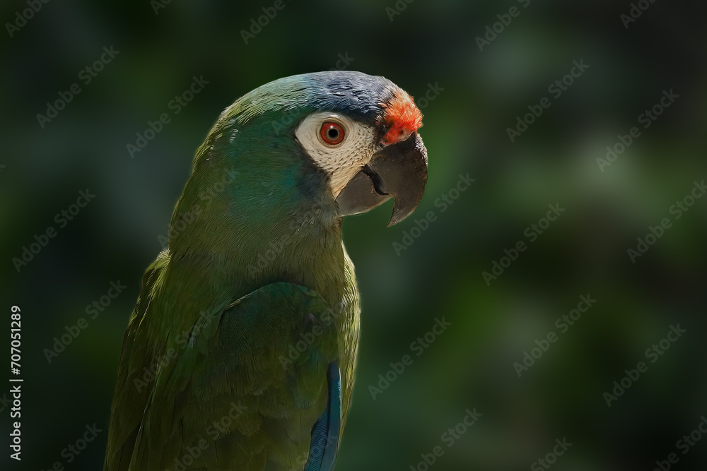Blue-winged Macaw Parrot (Primolius maracana)