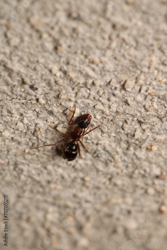 Black carpenter ant macro photo