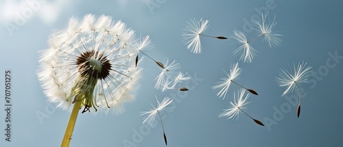 Dandelion with multiply seeds on sky back