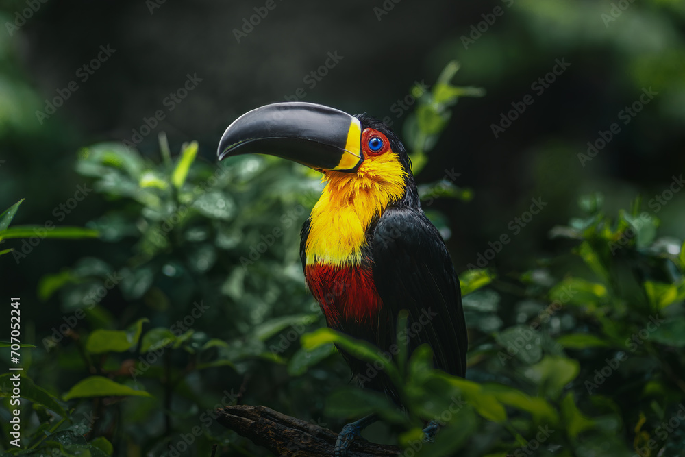Channel-billed Toucan (Ramphastos vitellinus ariel) - Ariel Toucan Channel-billed Toucan (Ramphastos vitellinus ariel) - Ariel Toucan