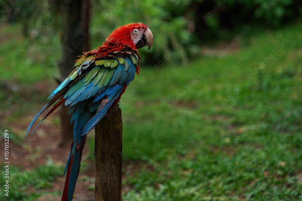 Soaking Wet Red-and-green Macaw (Ara chloropterus)