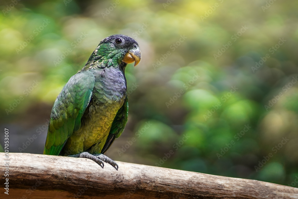Obraz premium Scaly-headed Parrot bird (Pionus maximiliani)
