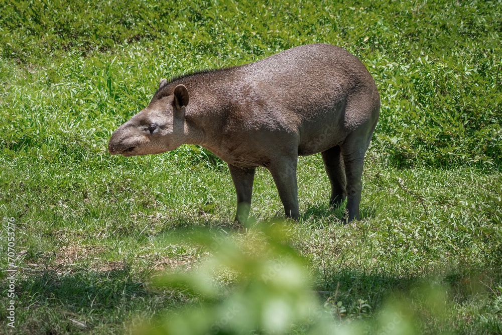 Lowland Tapir (Tapirus terrestris) or South American Tapir Lowland Tapir (Tapirus terrestris) or South American Tapir