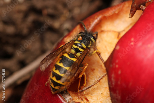 european yellow wasp macro photo © Recep