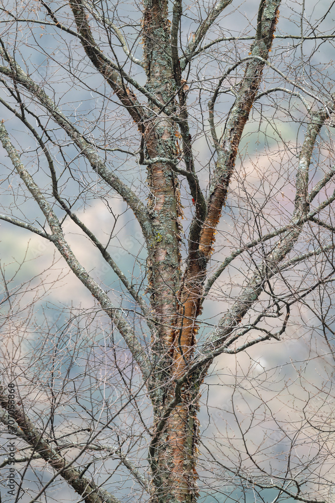 winter trees on sunset sky winter trees on sunset sky
