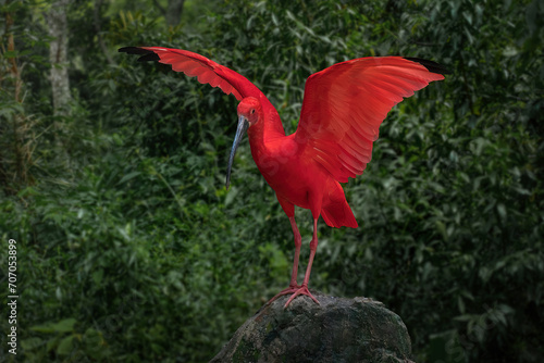 Photography Scarlet Ibis (Eudocimus ruber) with Open Wings