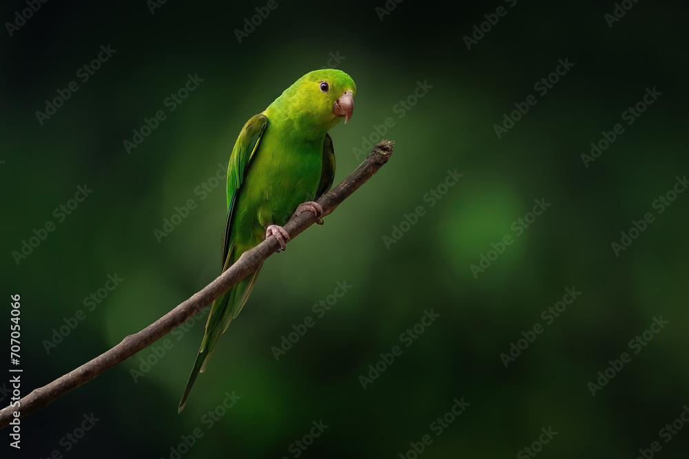 Plain Parakeet bird (Brotogeris tirica)