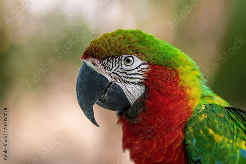 Harlequin Macaw - Hybrid Macaw (Ara ararauna x Ara chloropterus)