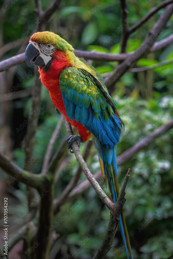 Harlequin Macaw - Hybrid Macaw (Ara ararauna x Ara chloropterus)