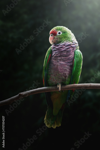 Vinaceous-breasted Amazon Parrot (Amazona vinacea) photo