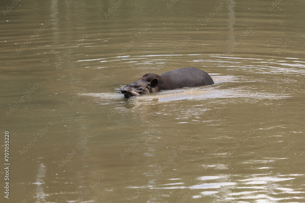 Lowland Tapir (Tapirus terrestris) swimming or South American Tapir Lowland Tapir (Tapirus terrestris) swimming or South American Tapir