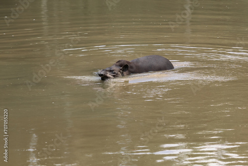 Lowland Tapir (Tapirus terrestris) swimming or South American Tapir