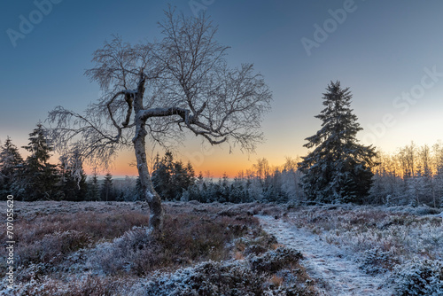 Wintermorgen in Schwarzwald