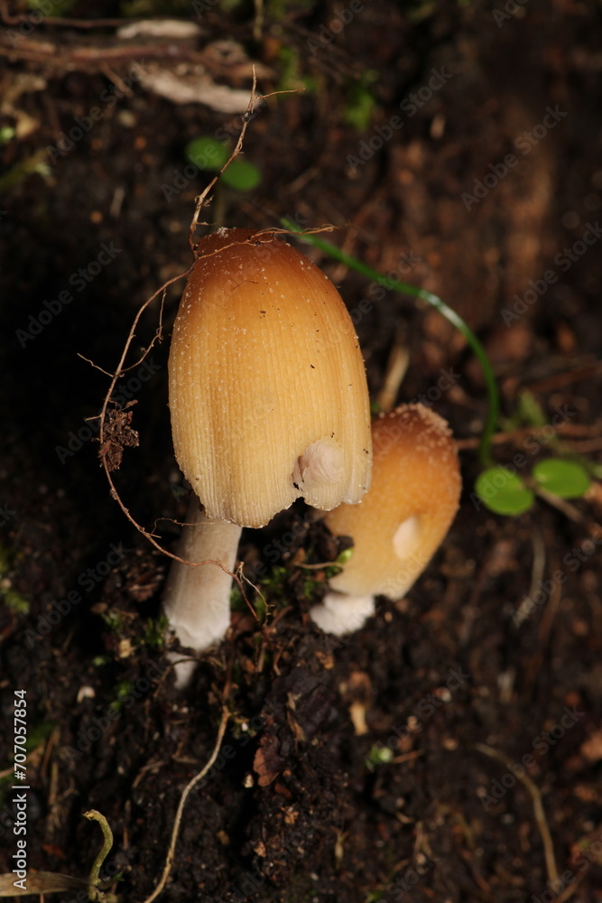 natural tree mushroom macro photo natural tree mushroom macro photo