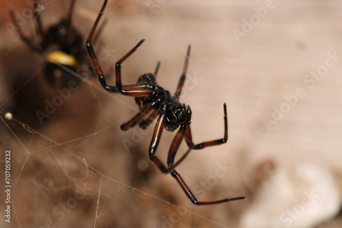 steatoda cingulata spider macro photo © Recep