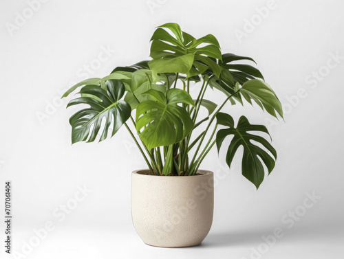 studio shot of a monstera in a pot on transparent background, png