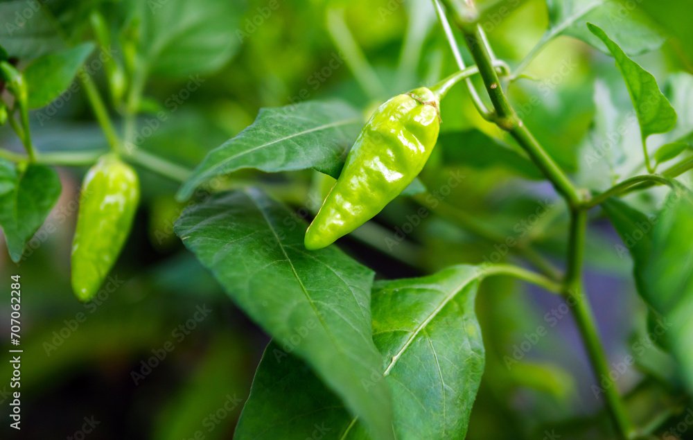 Green young chili peppers on the chili tree Green young chili peppers on the chili tree