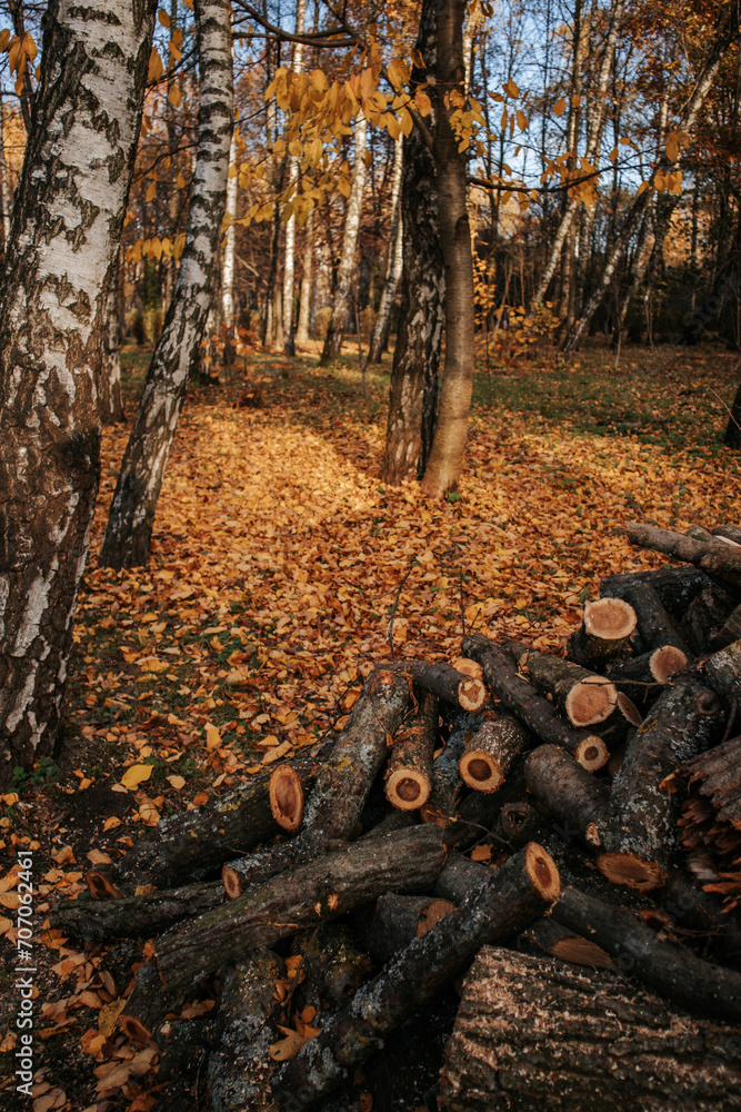 Obraz premium wooden logs are stacked on top of each other in an autumn clearing in the forest