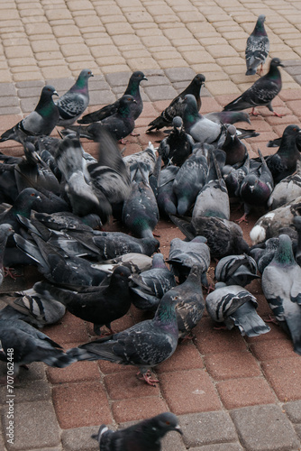 a flock of pigeons on the square
