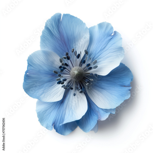 Blue anemone flower isolated on white.  © FantasyEmporium